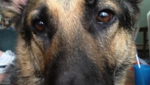Pet Therapy